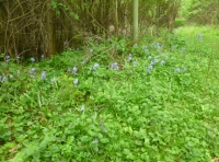 coppice