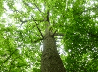 Walsingham Wood - SOLD
