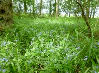Walters Wood