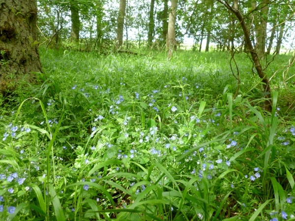 Walters Wood