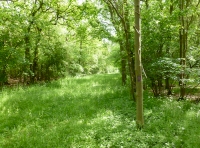 Scots pine