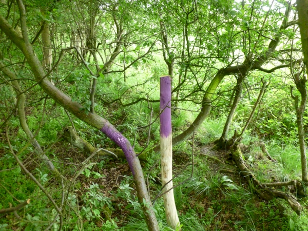 Walters Wood