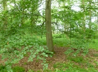 Coppice stool