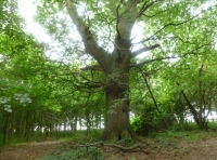 Wandsum Wood