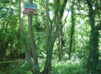 Water Deer Wood - SOLD