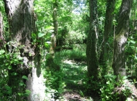 Water Deer Wood photo 10