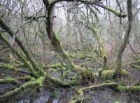 Water Deer Wood photo 11