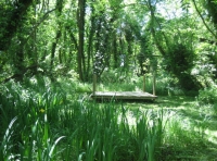 Water Deer Wood photo 5