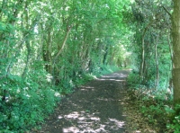 Water Deer Wood photo 6