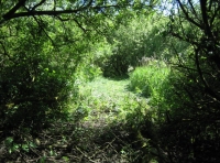 Water Deer Wood photo 7