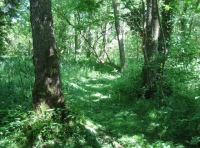 Water Deer Wood photo 8