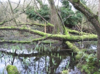 Water Deer Wood photo 9