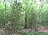 Watsons Wood - SOLD