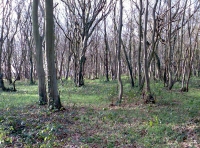 West Spring Wood - SOLD