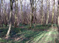 West Spring Wood - SOLD photo 2