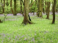 West Spring Wood - SOLD photo 3