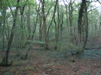 West Spring Wood - SOLD photo 4