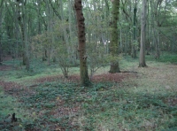 West Spring Wood - SOLD photo 5