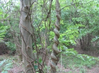 Whippet Wood - SOLD