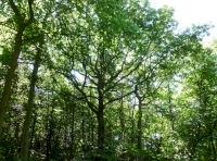 Wickham Wood - SOLD