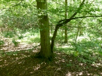 Hornbeam