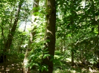 Sweet chestnut