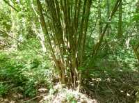 Coppice