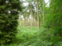 Wilkin Wood