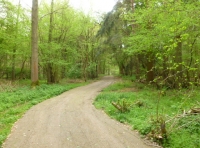 Wyman Wood - SOLD