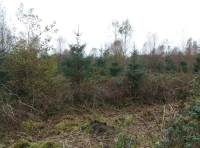 Coed Aber - SOLD photo 6