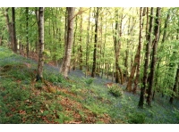 Coed Adarog
