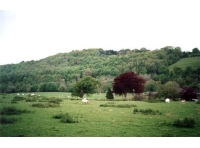 Coed Adarog - SOLD photo 2
