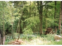 Coed Adarog - SOLD photo 3