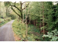 Coed Adarog - SOLD photo 4