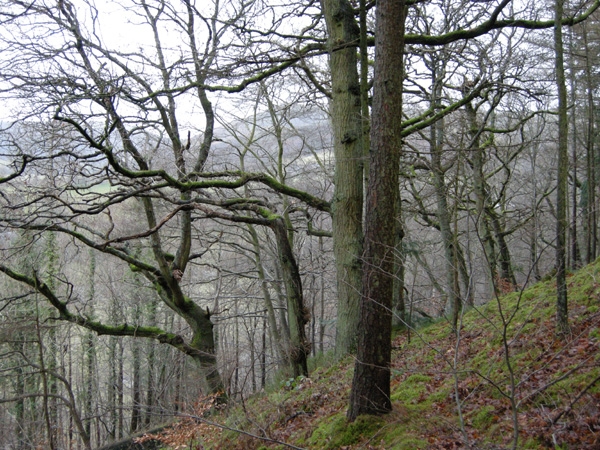 Coed Berwyn