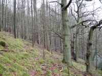 Larch trees are spread throughout the woodland