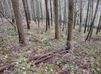 Remnants of an old trackway