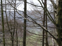 Views from the wood towards the north