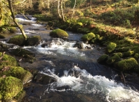 Coed Brawd - Brawd Wood - SOLD