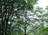 Coed Buarth - Buarth Wood - SOLD photo 2