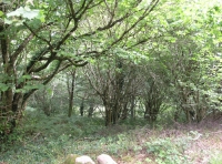 Coed Buarth - Buarth Wood - SOLD photo 3