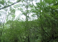 Coed Buarth - Buarth Wood - SOLD photo 5