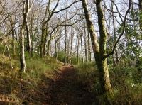 Coed Bychan