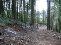 Coed Cerrig Coch - Red Rock Wood photo 2