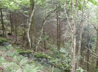 Coed Cerrig Coch - Red Rock Wood photo 3