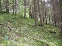 Coed Cerrig Coch - Red Rock Wood photo 5