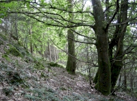 Coed Cerrig Coch - Red Rock Wood photo 6