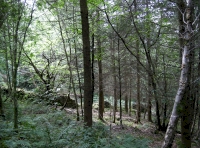 Young conifers