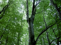 Beech trees near the west boundary
