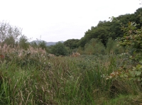 Coed Cors - SOLD photo 3